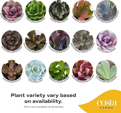 Costa Farms Mini Succulent Live Plants in Decorative Pots, Easy to Maintain Indoor Succulents, Houseplants for Home or Office Decor, House Warming or Party Favors, 2-3.5 Inches Tall, Pack of 48