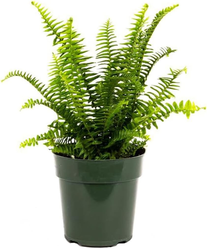 American Plant Exchange Kimberly Queen Fern – 6-Inch Pot – Live Hardy Upright Fern Houseplant, Easy Care Greenery for Home, Office, Garden, or Patio Decor