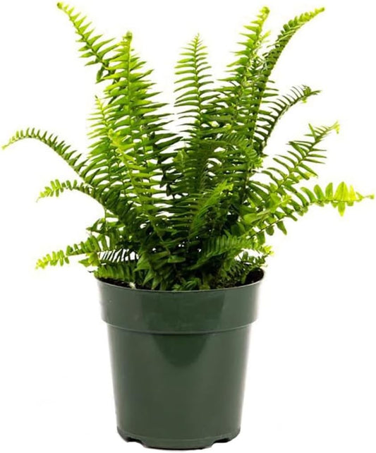 American Plant Exchange Kimberly Queen Fern – 6-Inch Pot – Live Hardy Upright Fern Houseplant, Easy
