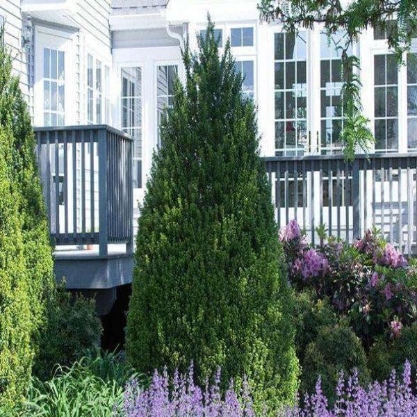 Steeds Holly I 10 Live Plants I Upright Ilex Crenata | Upright Evergreen Shrub for Privacy Screens, Hedges, and Ornamental Landscaping