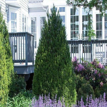 Steeds Holly I 10 Live Plants I Upright Ilex Crenata | Upright Evergreen Shrub for Privacy Screens, Hedges, and Ornamental Landscaping