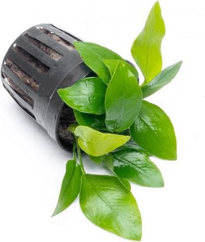 SubstrateSource Anubias Live Aquarium Plants - Potted Freshwater Plant for Fish Tanks, Terrariums - Beginner Friendly Low Light (Nana Golden, 3 Pots)