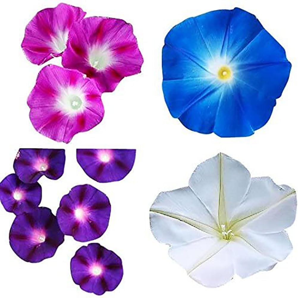 Mixed Morning Glory Seeds for Planting – 200 Fresh Seeds – Blue, Purple, White, and Rose Climbing Vine Flowers – Attracts Butterflies & Hummingbirds – Fast-Growing Vine – Grown in The USA