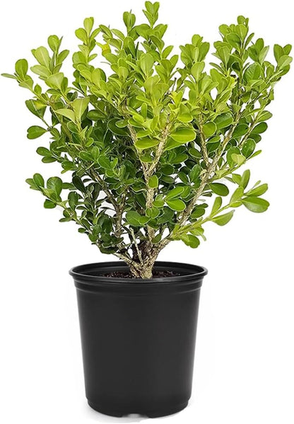 Japanese Boxwood | 1 Live 4 Inch Pot | Buxus Microphylla | Formal Evergreen Low Maintenance Hedge Plants