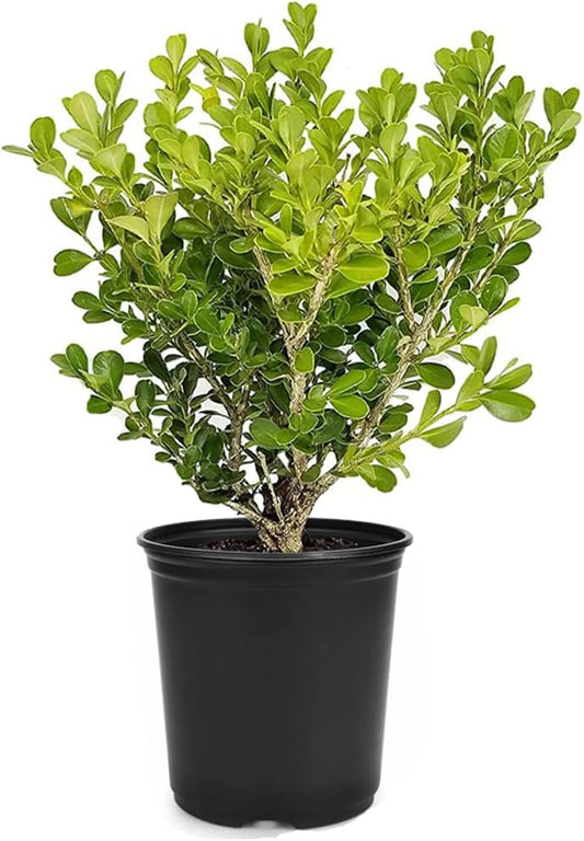 Japanese Boxwood | 1 Live 4 Inch Pot | Buxus Microphylla | Formal Evergreen Low Maintenance Hedge