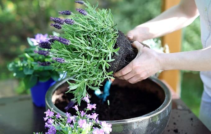 Moisture Control Potting Mix - Perfect for Indoor and Outdoor Container Gardening! - 20 Quart