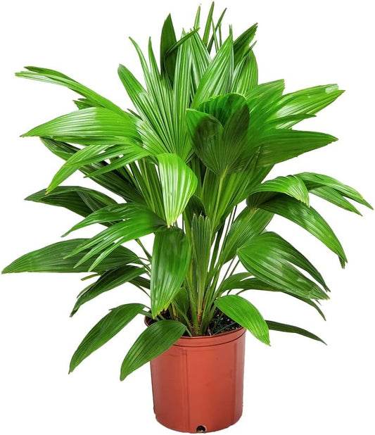Fountain Palm Tree - Fan Palm - Overall Height 30" to 32" - Large Plant - Houseplant - Tropical Plants of Florida (Plant Only)…