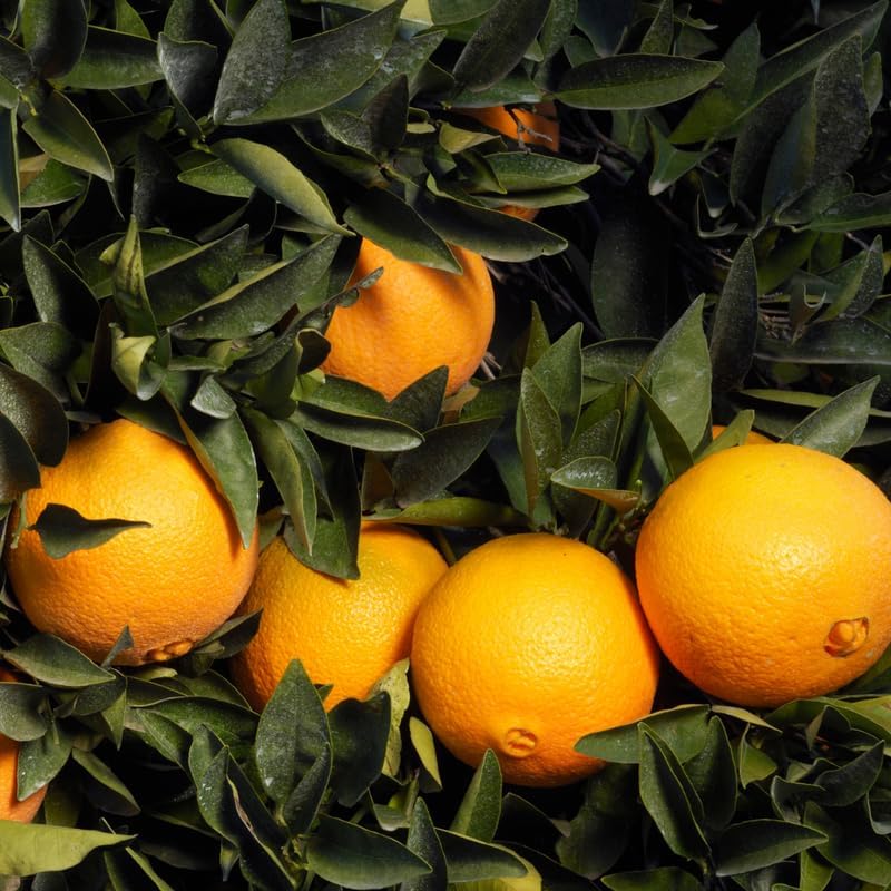 Orange Tree Plant Live in Pot, Sweet Navel Orange Citrus Fruit Tree for Planting, 2 to 3 Feet Tall Yellow Orange Citrus Plant in Pot, Live Orange Trees Plant, No Ship to CA