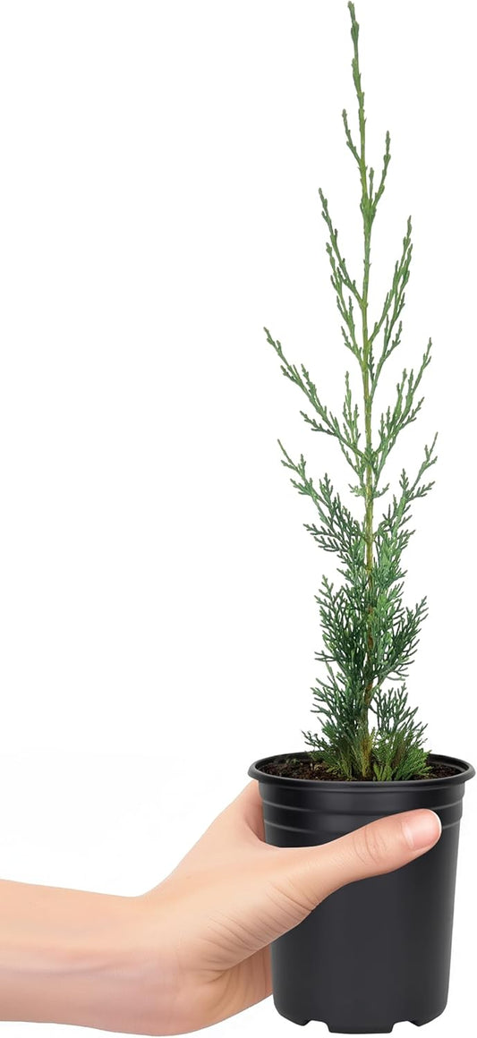 Italian Cypress | 10 Live 4 Inch Trees | Cupressus sempervirens | Narrow Evergreen Plants | Tall