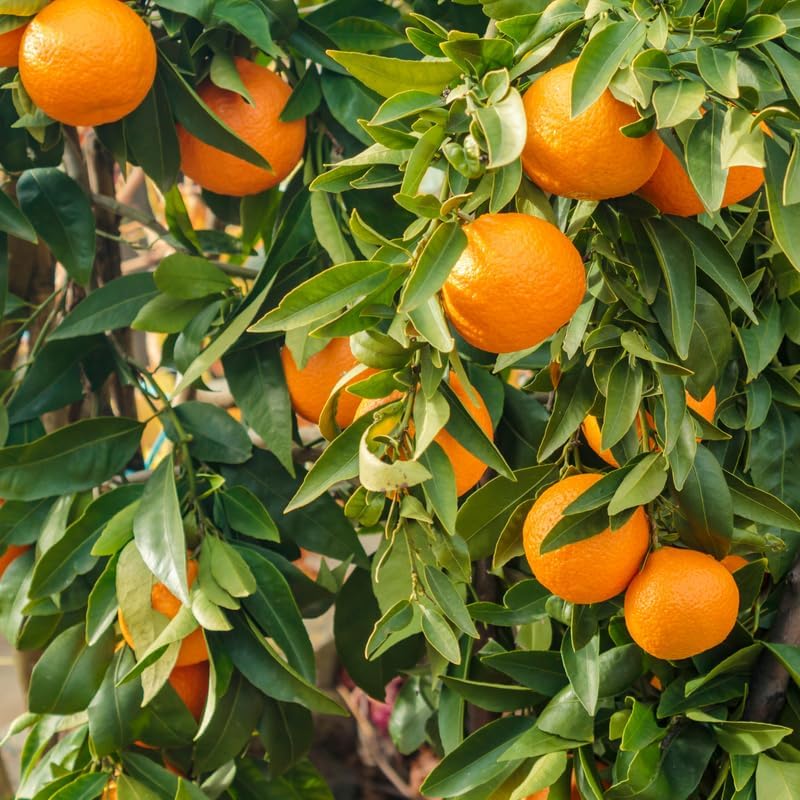 Mandarin Sweet Orange Tree, Murcott Tangerine Tree, Tangerine Tree 2 Feet Height in Pot, Tangerine Tree Live Plant, Live Tangerine Tree Plant No Ship to CA