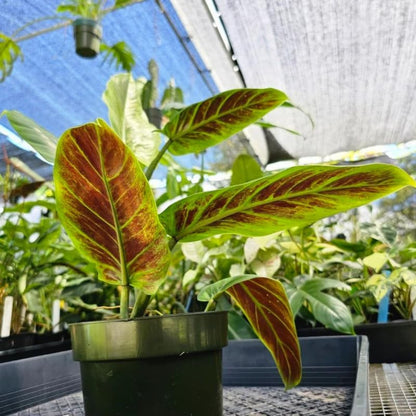 2 Rare Philodendron Live Plant 5-9" Tall, Rare Tropical Indoor Houseplant Home Garden