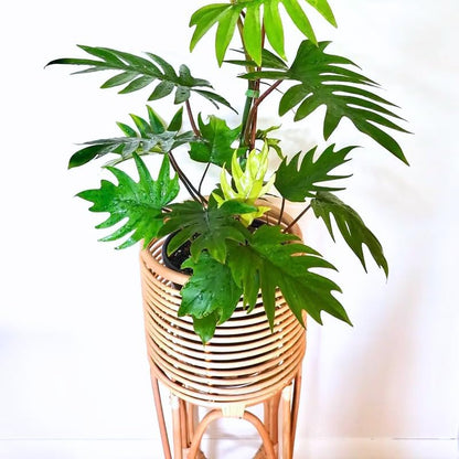 2 Green Philodendron Live Plant 5-9" Tall, Rare Tropical Indoor Houseplant Home Garden