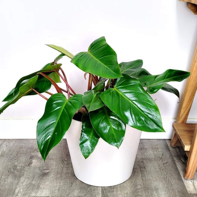 2 Red Philodendron Live Plant 5-9" Tall, Rare Tropical Indoor Houseplant Home Garden