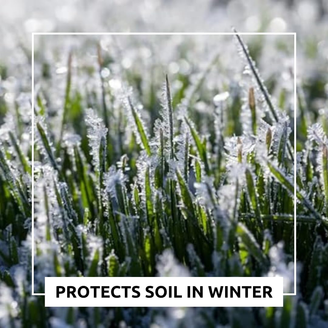 Buckwheat Seeds for Planting - Cover Crop, Grain, Bee Pasture, Pollinator, Wildlife Seed (22 Pounds)