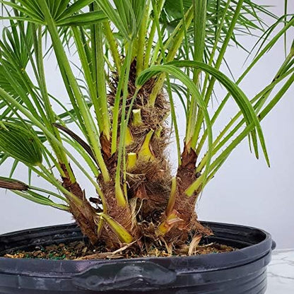 European Fan Palm Tree - Live Tree - Overall Height 36" to 44" - 7 Gallon Pot - Tropical Plants of Florida (Plant Only)