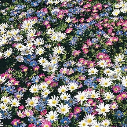 Anemone Blanda Mix Bulbs for Planting - Perennial, Attracts Bees & Showy Flowers | Blooms in Mid Spring, Easy to Grow & Maintain (100 Pack)