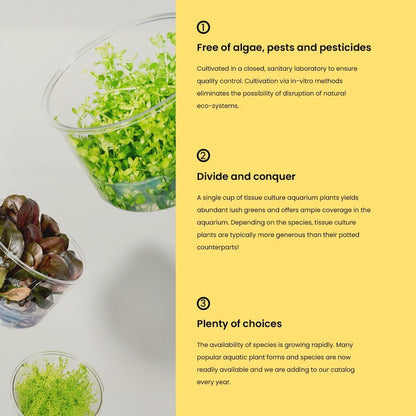 Ultum Nature Systems Live Tissue Culture - Pogostemon Stellatus 'Dassen' - Moderate - High Light - Green to Reddish Accent - Background - 100% Snail Free Grown in-Vitro - Regular Cup