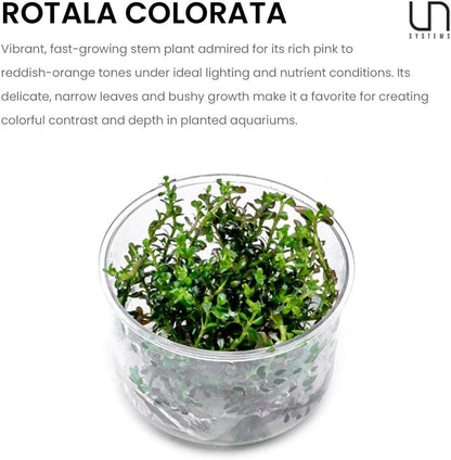 Ultum Nature Systems Live Tissue Culture - Rotala 'Colorata' - Moderate - High Light - Reddish-Pink Accent - Midground to Background - 100% Snail Free Grown in-Vitro - Regular Cup