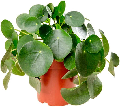 Pilea Peperomioides 'Chinese Money' Live Plant for Indoor | Different Houseplants in 4'' & 6'' Pot | Real House Plant for Living Room, Office, Desk & Bathroom | Friendship Plant