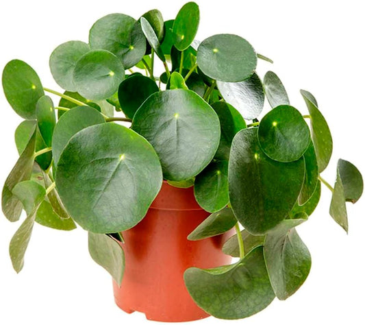 Pilea Peperomioides 'Chinese Money' Live Plant for Indoor | Different Houseplants in 4'' & 6'' Pot | Real House Plant for Living Room, Office, Desk & Bathroom | Friendship Plant