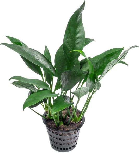 SubstrateSource Anubias Live Aquarium Plants - Potted Freshwater Plant for Fish Tanks, Terrariums - Beginner Friendly Low Light (Lanceolata, Mother Plant)