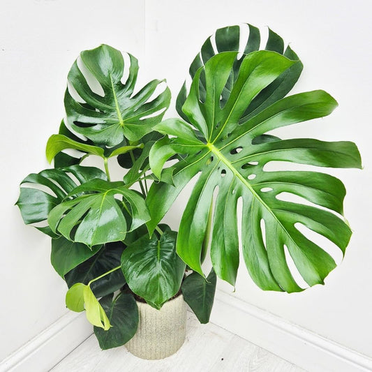 Deliciosa Monstera Plant Live, Swiss Cheese Philodendron Indoor Houseplant 4-9 Inches, Tropical Philodendron