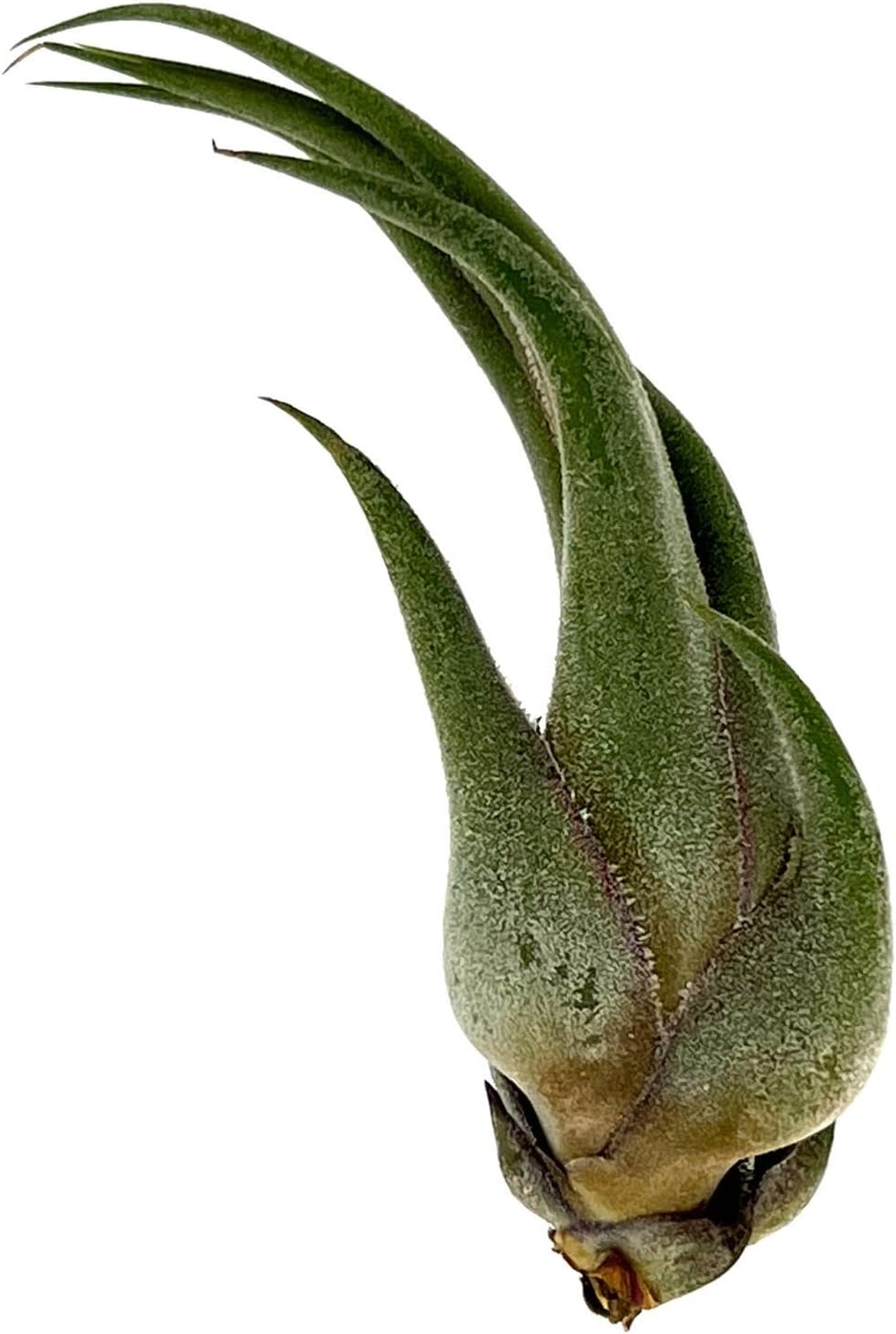 ragnaroc Air Plants - Tillandsia Seleriana, Large 4-6" - 5ct - Live Arrival Guaranteed - House Plants for Home Decor & Gift