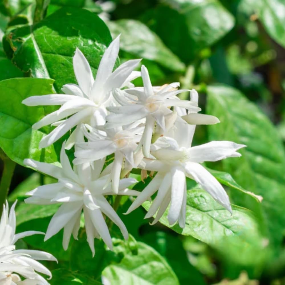 Jasmine Plant, Fragrant Jasmine Flower Vine 4-8 Inches Well Rooted for Container, Hanging Basket Growing (Common)
