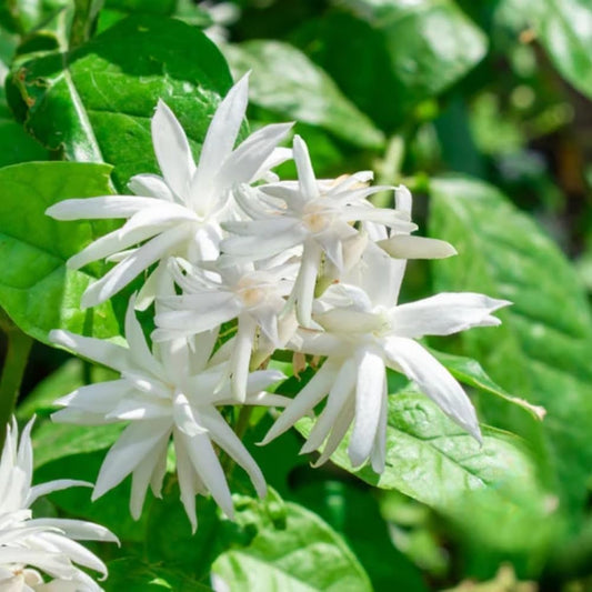 Jasmine Plant, Fragrant Jasmine Flower Vine 4-8 Inches Well Rooted for Container, Hanging Basket