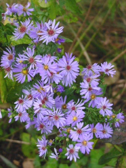 Perennial Farm Aster Laevis 'Bluebird' (Smooth Aster) – Live Perennial in #1 Container, Masses of Violet-Blue Blooms, Tall Upright Growth, Late Season, Pollinator Friendly, Ideal for Meadows & Borders