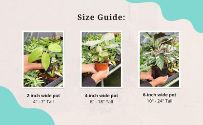 CoollectivePlants Monstera Swiss Cheese – Live Monstera Plant in 4″ Grower’s Pot, Easy Care Indoor House Plants Live and Low Maintenance Indoor Plant