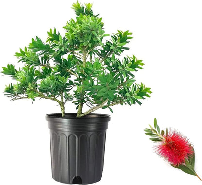 Little John Dwarf Bottlebrush | 2 Large Gallon Size Plants | Callistemon Compact Heavy Blooming Shrub