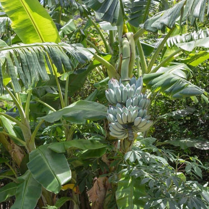 Blue Ice Cream Banana Plant Live, 4-6" Tall Well-Rooted for Indoor Tropical Displays, Cold Hardy Banana Fruit Tree