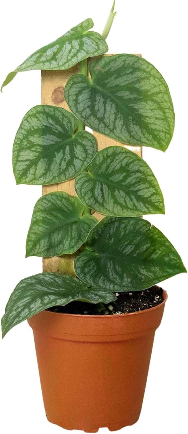Monstera Dubia Live Plant for Indoor | Different Houseplants in 4'' & 6'' Pot | Real House Plant for Living Room, Office, Desk & Bathroom | Shingle Plant
