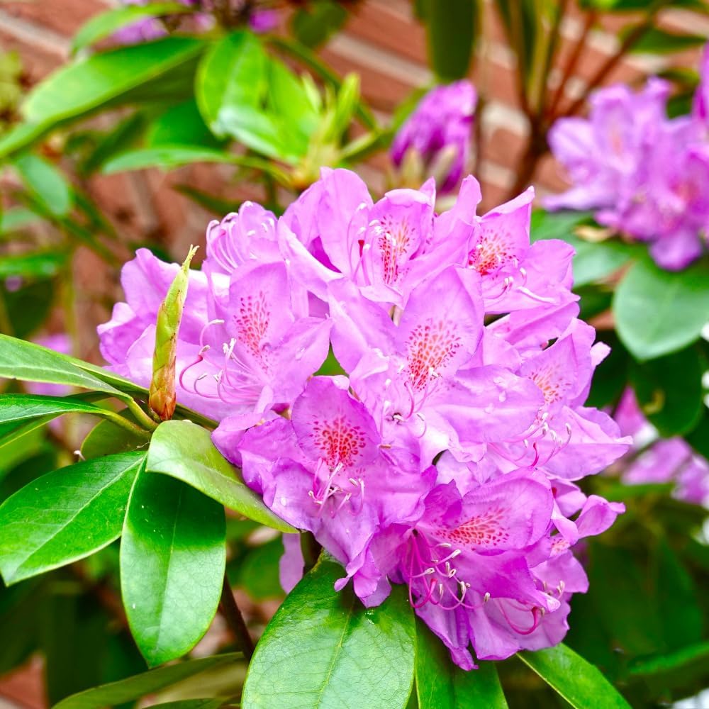 Rhododendrons Plant Live, Pink Purple Rhododendron Shrub, Large Flowering Tree 1 Gallon Potted for Gardening