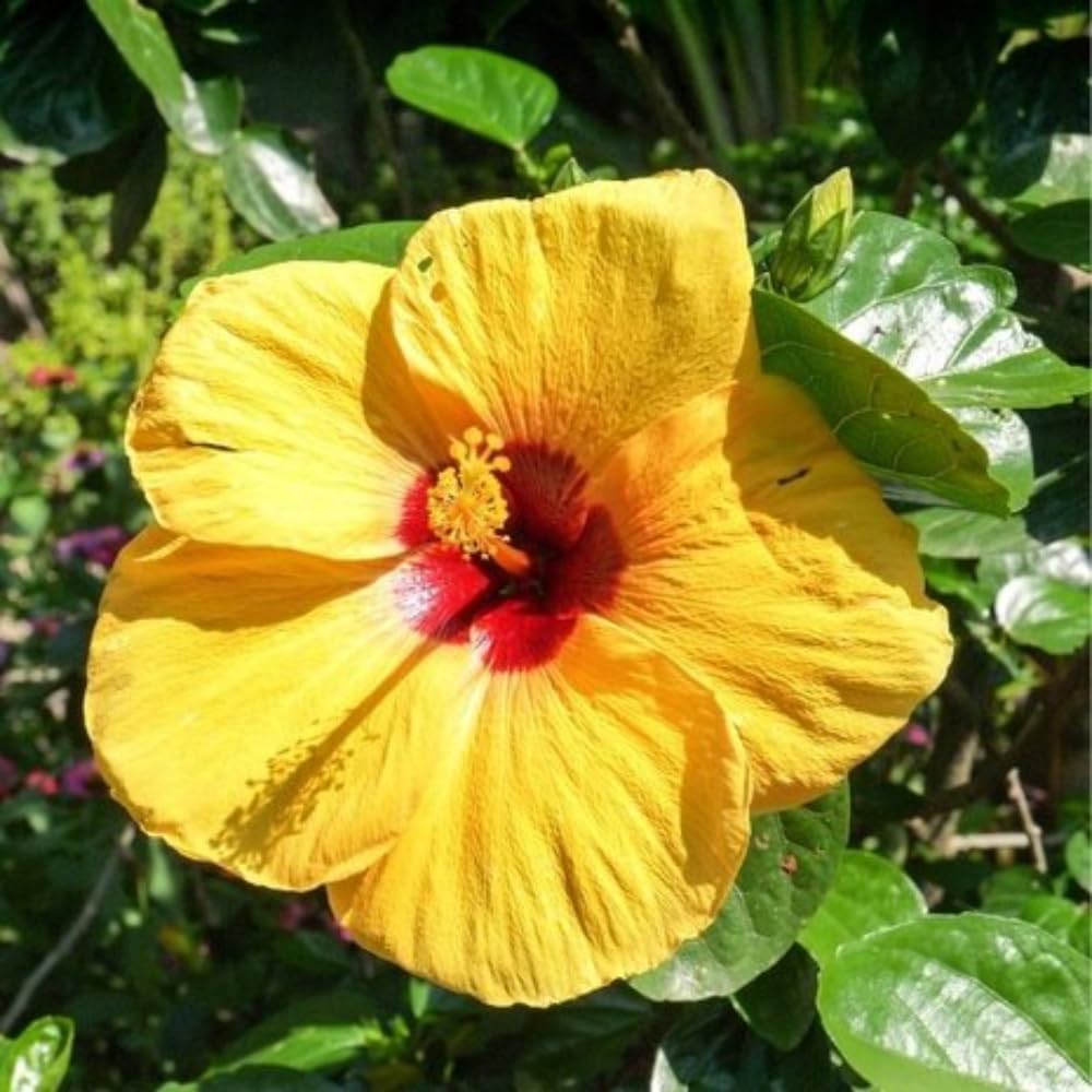 2 Yellow Red Hibiscus Live Plants, Clump 8-12” Tall, Hardy Hibiscus Plants Live, Hibiscus Trees Flowering Shrub