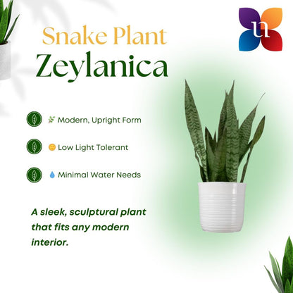 United Nursery Sansevieria Zeylanica Live Indoor Snake Plant 26-32 Shipping Size Shipped Fresh in 9.25 Grower Pot