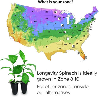 Longevity Spinach Plant (4 Pack) | Real Live Vegetable Plant for Sale | Nutrient-Rich Superfood | Easy to Grow Live Plant for Home Gardens, Organic Landscaping, and Indoor or Outdoor Planting