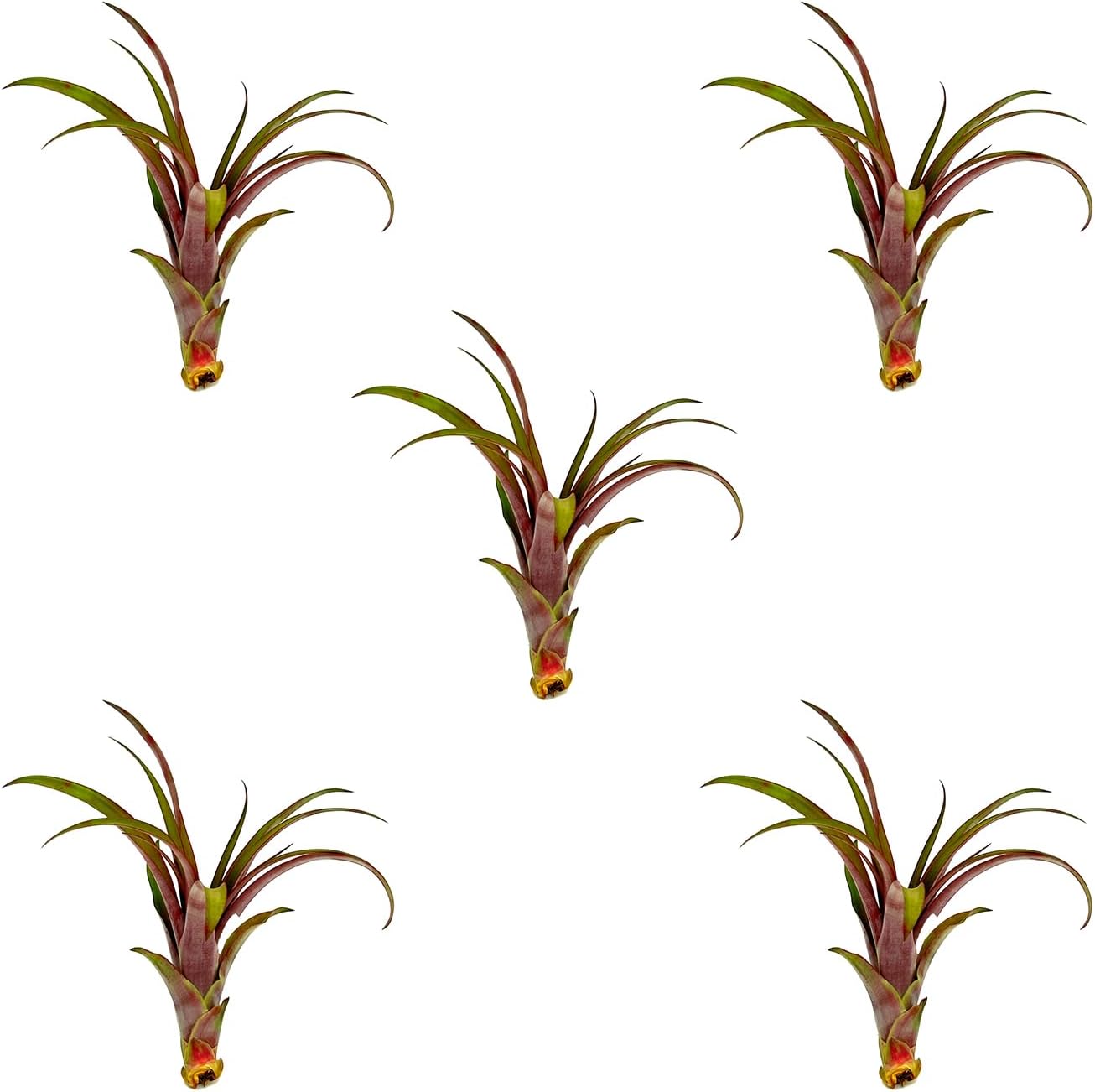ragnaroc Air Plants - Tillandsia Red Capitata, Large 5-7” - 5 ct - Live Arrival Guaranteed - House Plants for Home Decor & Gift