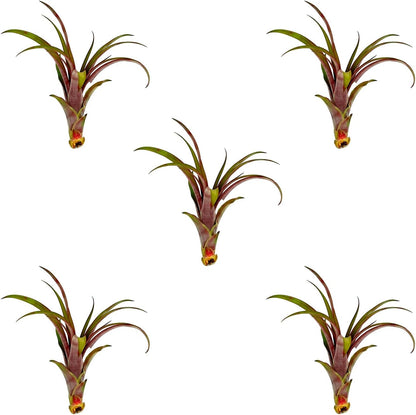ragnaroc Air Plants - Tillandsia Red Capitata, Large 5-7” - 5 ct - Live Arrival Guaranteed - House Plants for Home Decor & Gift