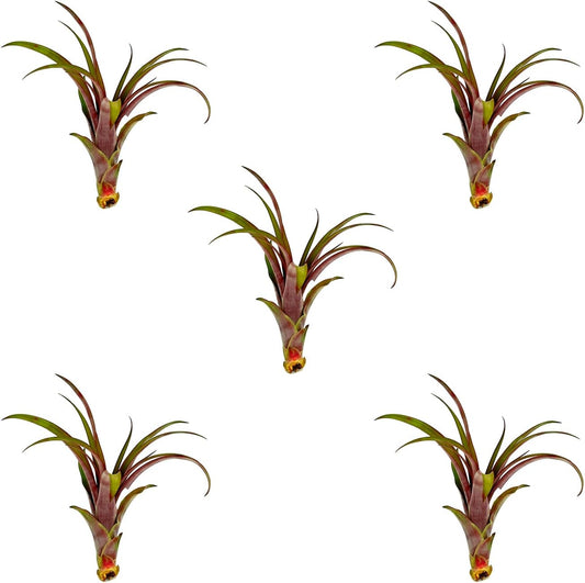 ragnaroc Air Plants - Tillandsia Red Capitata, Large 5-7” - 5 ct - Live Arrival Guaranteed - House Plants for Home Decor & Gift
