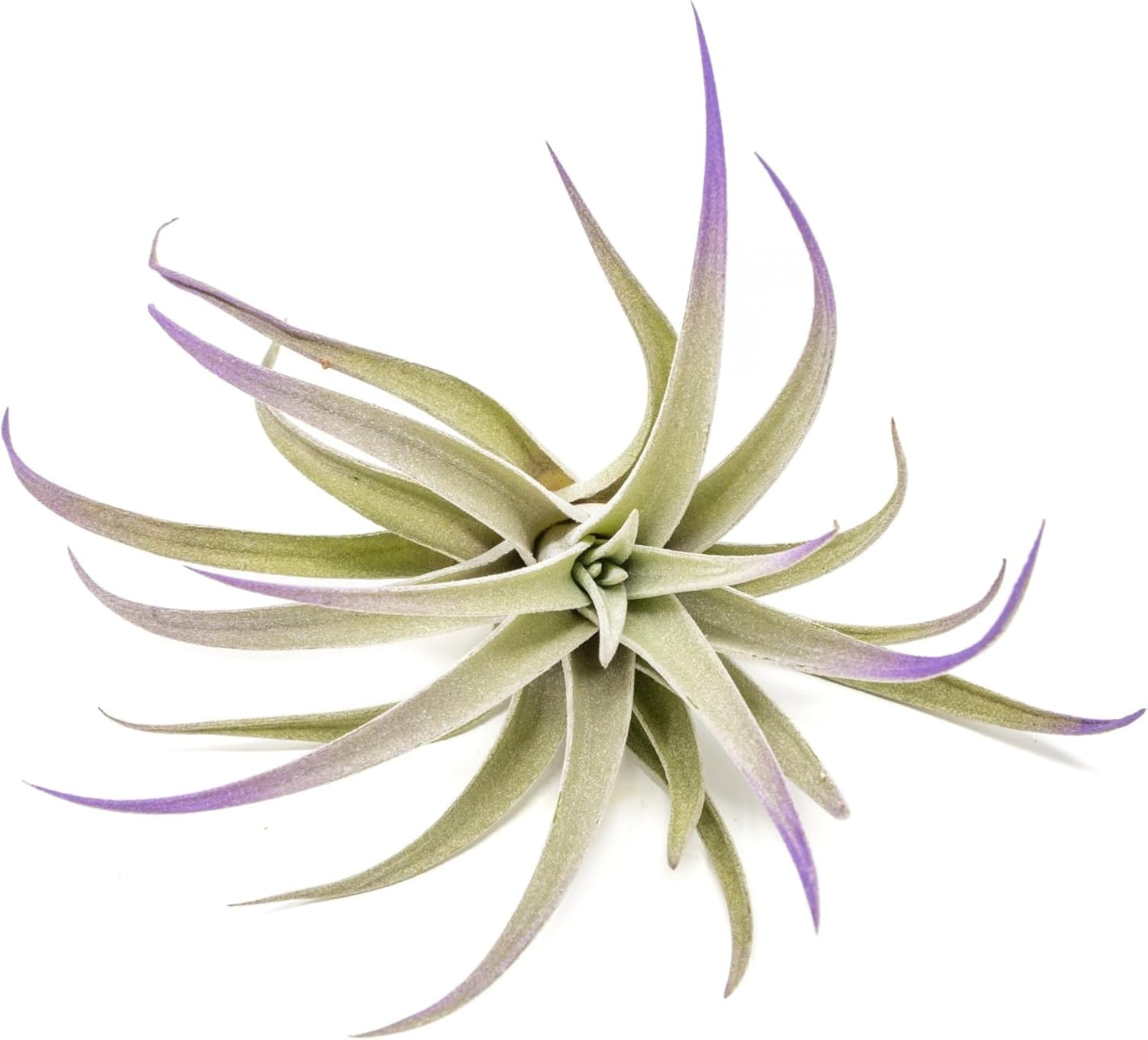 Purple Colorful Tillandsia Air Plants - Long Lasting Color Enhanced Live Tillandsia Succulent House Plants - Home and Garden Decor - Easy Care Indoor and Outdoor (Harrisii, Single)
