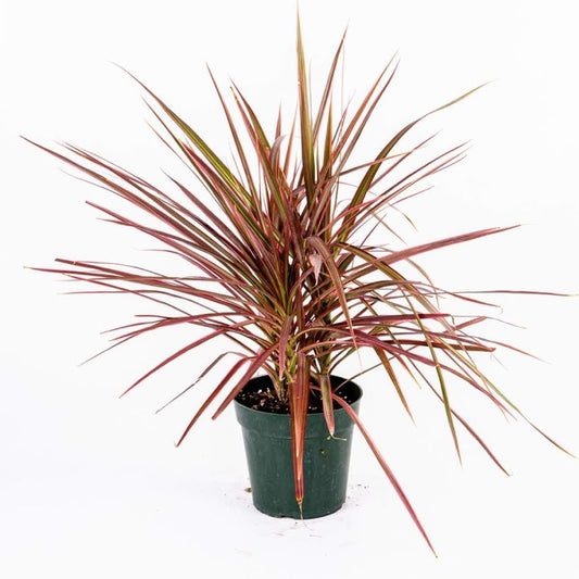 American Plant Exchange Dracaena 'Colorama' – 6-Inch Pot – Live Colorful Houseplant with Pink and Green Striped Foliage, Easy Care Indoor Plant for Desks, Shelves & Home or Office Décor