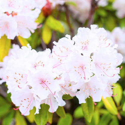 Rhododendrons Plant Live, White Rhododendron Shrub, Large Flowering Tree 1 Gallon Potted for Gardening