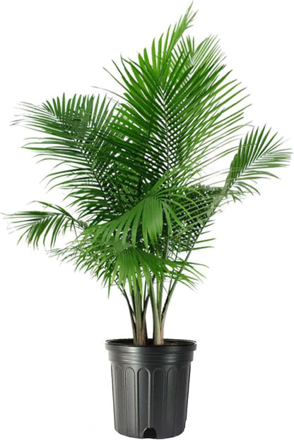American Plant Exchange Majesty Palm – 10-Inch Pot – Live Tropical Houseplant with Arching Green Fronds, Easy Care Indoor or Patio Plant for Home, Office, Apartment & Landscape Décor