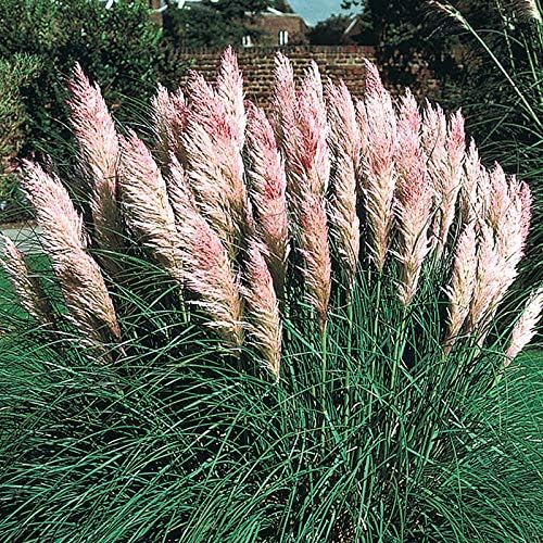 Outsidepride Pink Pampas Grass Seeds – 2,000 Pcs. Perennial, Drought-Tolerant Ornamental Grass for Large Garden Borders, Privacy Landscaping, Xeriscaping, and Low-Maintenance Outdoor Spaces