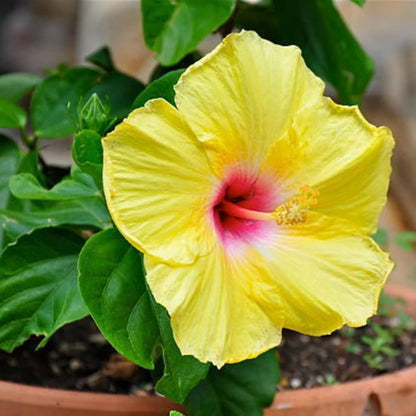 2 Yellow Red Hibiscus Live Plants, Clump 8-12” Tall, Hardy Hibiscus Plants Live, Hibiscus Trees Flowering Shrub