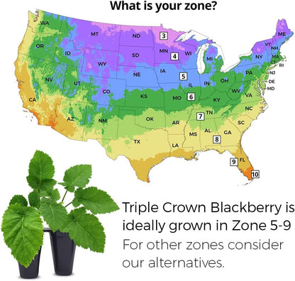 BlackBerry Plants Triple Crown (4 Pack) Live for Sale | Easy to Grow Plants | Edible Fruit Plant for Sustainable Living | Grow Your own Food on Your Organic Garden | Live for Planting |