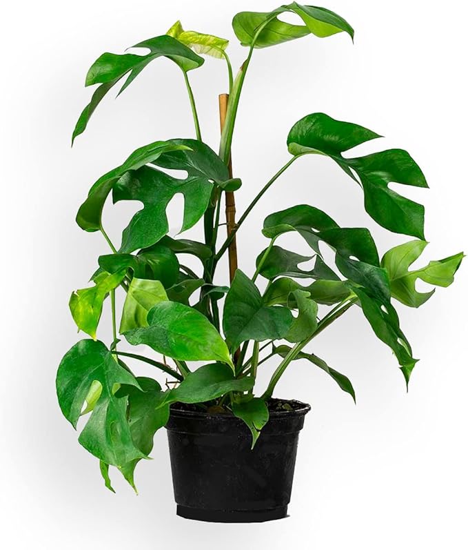 Monstera Ginny Planting Mix - Promotes Steady Growth and Healthy Leaves - 10 Quart (2 Bags of 5 Quart)