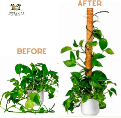 Pack of 6 Coco Coir Pole- Plants Monstera 24" Sized Poles for Climbing Plants, Plant Support Stakes for Indoor/Outdoor Potted Plants
